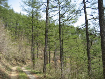 南の林道