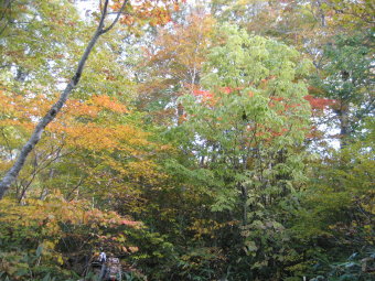 燧裏林道の紅葉