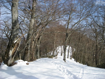 城山付近のブナ木立