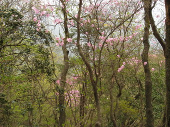 アカヤシオ咲く林