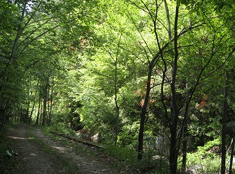 木陰林道