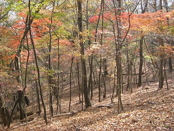 巨樹下の紅葉