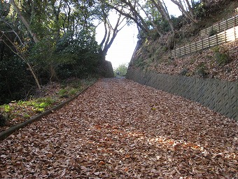 落ち葉の舗装道路