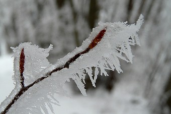 粗氷・樹霜
