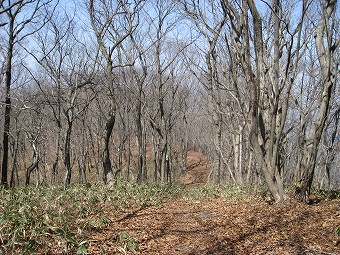 落葉樹林の稜線