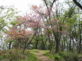 サクラ咲く百蔵山