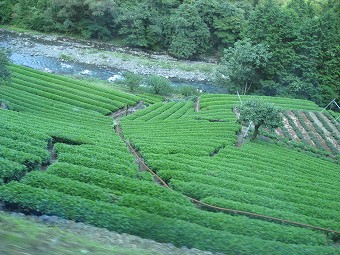 川根茶の茶原