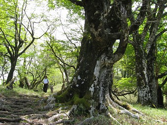 熊笹ノ峰の大木