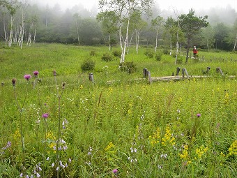 入笠湿原の花々