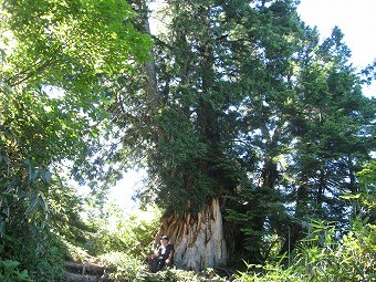 檜の大木