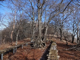 檜洞丸の木道