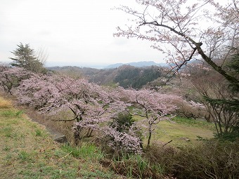 城山町民の森周辺の桜