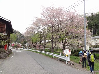 沢井川沿いの桜