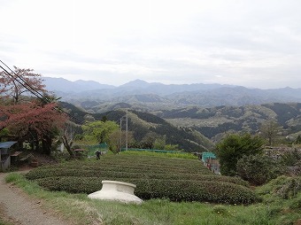 栃谷の茶畑
