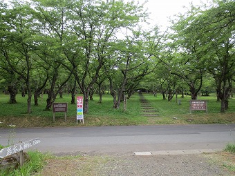 桜林公園