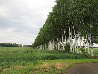白樺並木