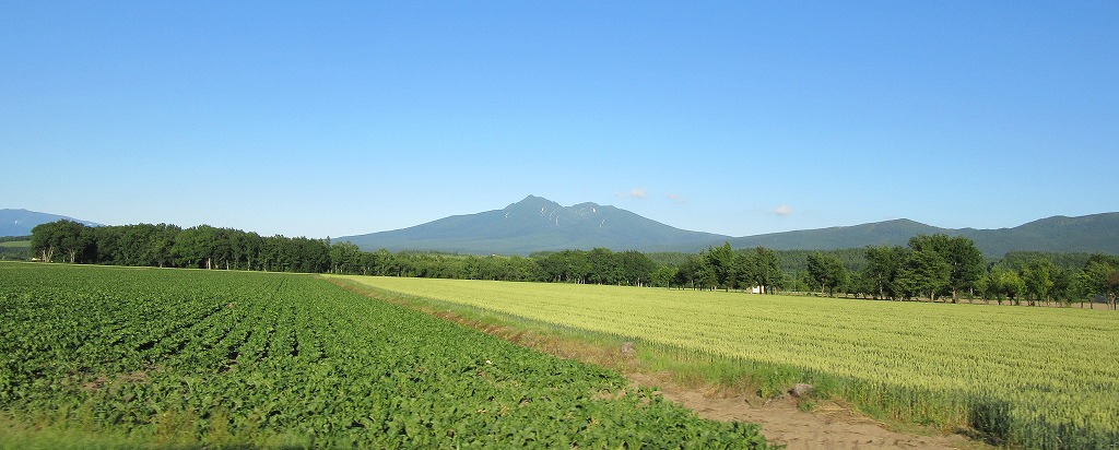 麦畑と斜里岳