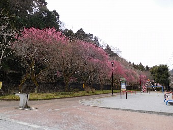 駒木野公園