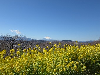 富士山　菜の花