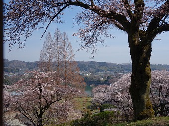 桜とメタセコイア