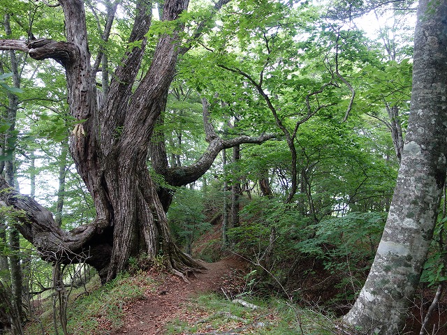 上日川峠のミズナラ大木