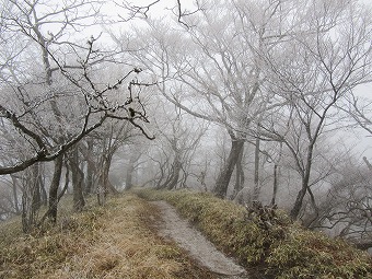 霧氷の道
