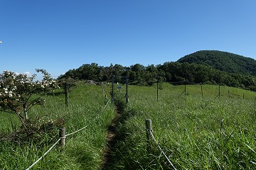 湯ノ沢峠の花畑